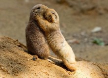 This pair of adorable prairie dogs appear to enjoy a slow dance and even seem to have a kiss and cuddle...The two animals shared a very human-like moment as they held each other's paws and appeared to kiss one another on the cheek...One of the prairie dogs even lovingly closed her eyes whilst enjoying a cuddle with the other animal...A separate shot captured five prairie dogs stood on top of a mound, staring inquisitvely into the horizon...The wonderful photographs were taken by Jan Pelcman while he was visiting Prague Zoo in Prague, Czech Republic... Jan Pelcman/Solent News & Photo Agency.UK +44 (0) 2380 458800.
